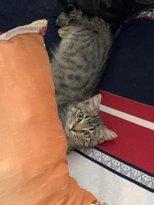 Una casa per Loki  Foto 3