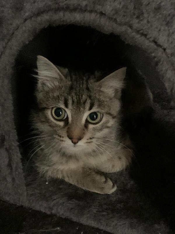 Una casa per Loki  Foto 4