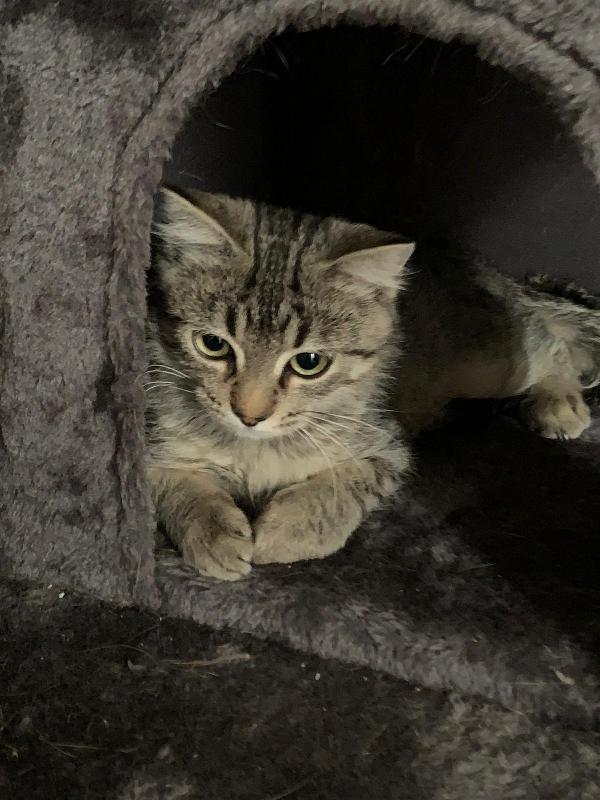 Una casa per Loki  Foto 5