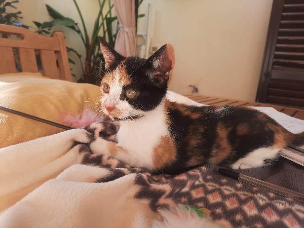 Una famiglia per Panda  Foto 2