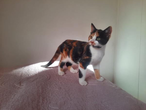 Una famiglia per Panda  Foto 6