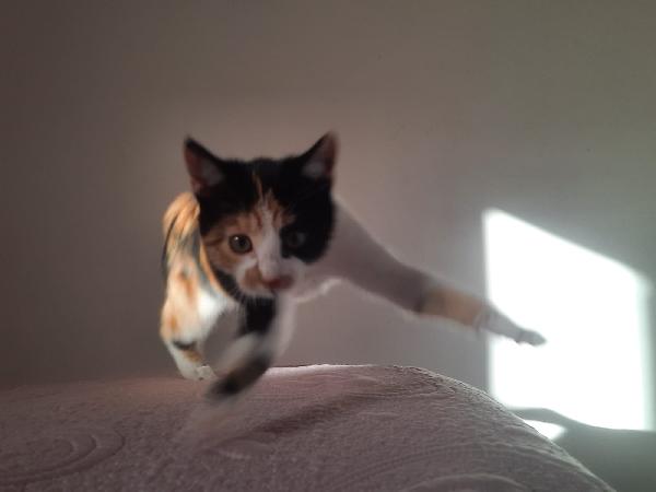 Una famiglia per Panda  Foto 7