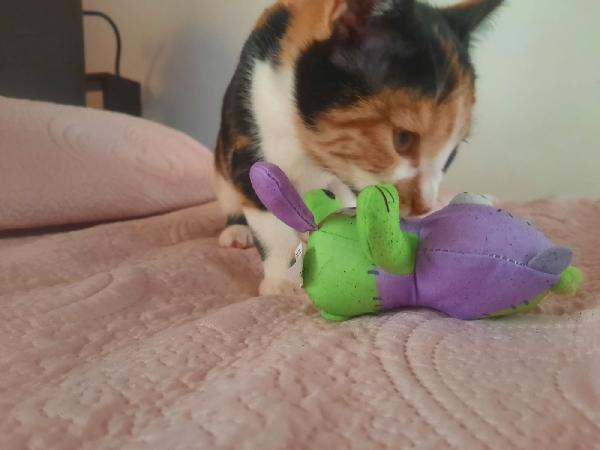 Una famiglia per Panda  Foto 8