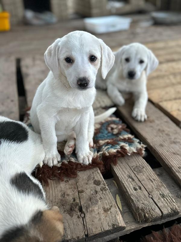 Stanlio&Ollio Foto 2