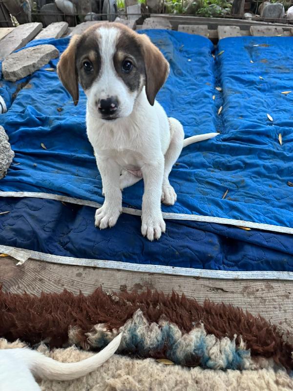 Stanlio&Ollio Foto 3