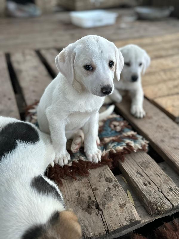 Stanlio&Ollio Foto 4