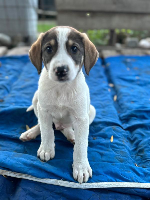 Stanlio&Ollio Foto 5