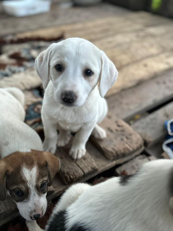 Stanlio&Ollio Foto 6