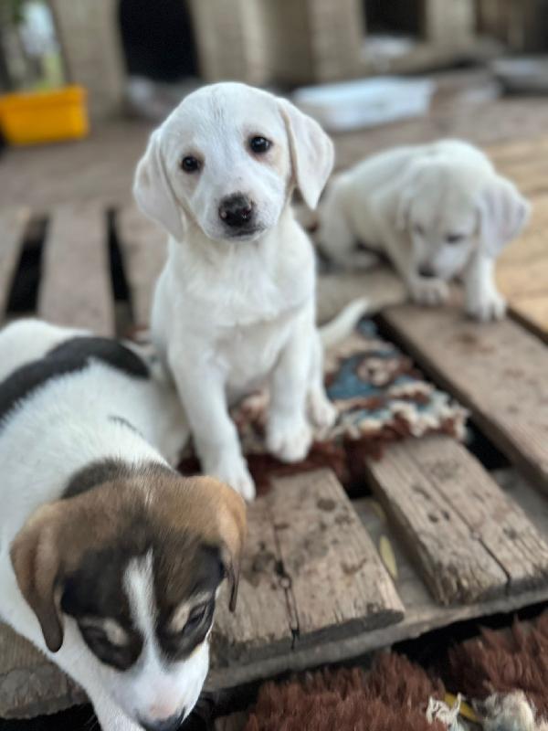 Stanlio&Ollio Foto 7