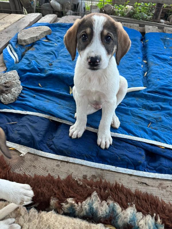 Stanlio&Ollio Foto 8