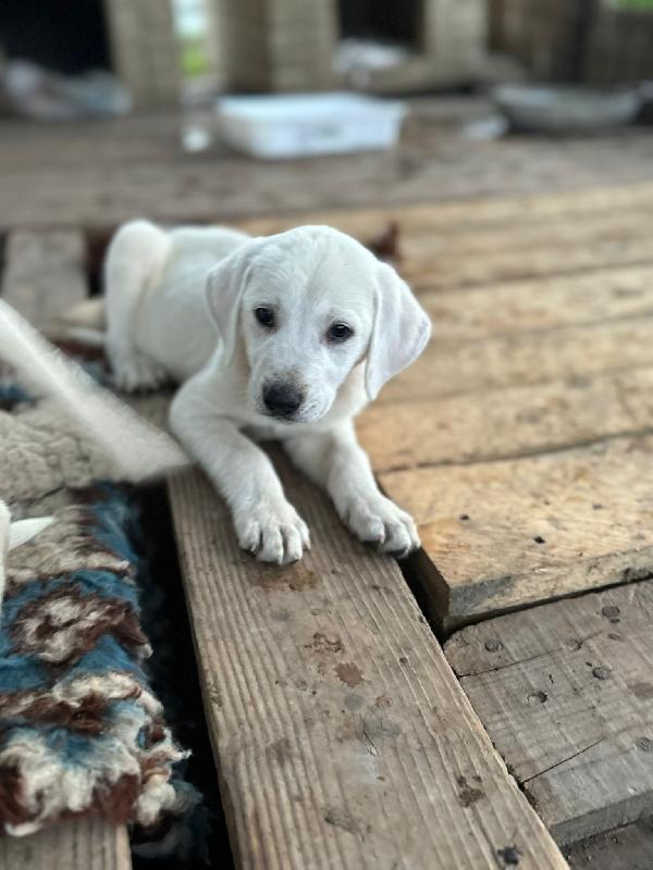 Stanlio&Ollio Foto 9