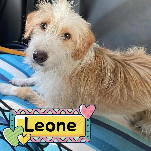 Leone Dolce Spinoncino Cerca Casa - Adozione Canile Di Latina