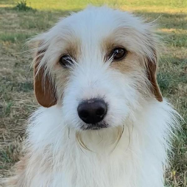 LEONE dolce spinoncino cerca casa - adozione canile di Latina Foto 2