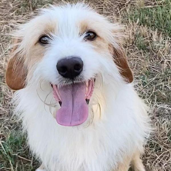 LEONE dolce spinoncino cerca casa - adozione canile di Latina Foto 3