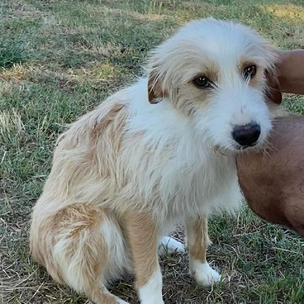 LEONE dolce spinoncino cerca casa - adozione canile di Latina Foto 4