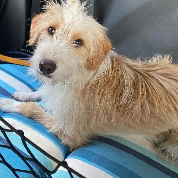 LEONE dolce spinoncino cerca casa - adozione canile di Latina Foto 5