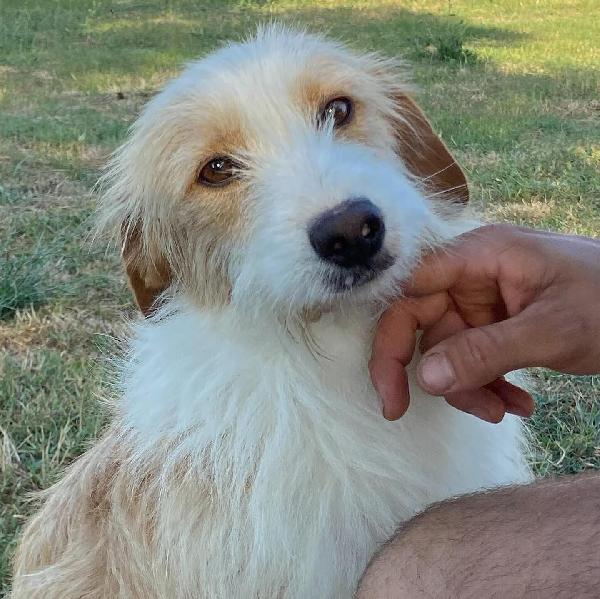 LEONE dolce spinoncino cerca casa - adozione canile di Latina Foto 6