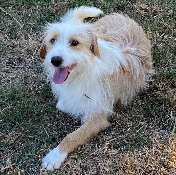 LEONE dolce spinoncino cerca casa - adozione canile di Latina Foto 7