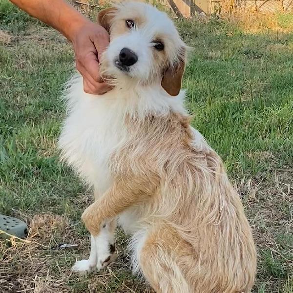 LEONE dolce spinoncino cerca casa - adozione canile di Latina Foto 8