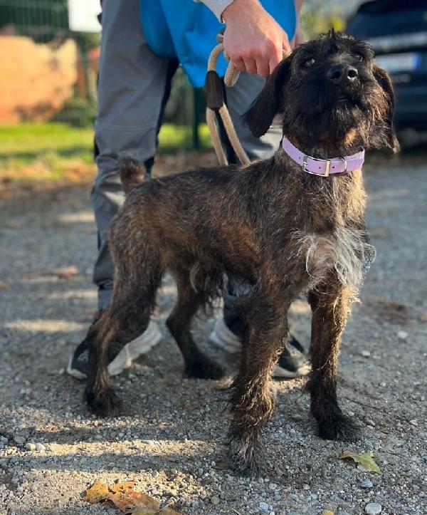 BISCOTTO SEGUGIO MAREMMANO Foto 2