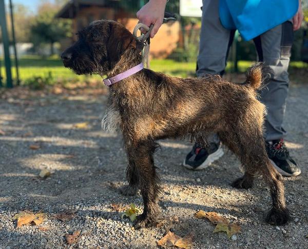 BISCOTTO SEGUGIO MAREMMANO Foto 3