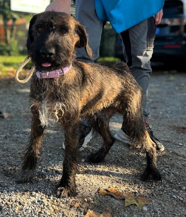 BISCOTTO SEGUGIO MAREMMANO Foto 4