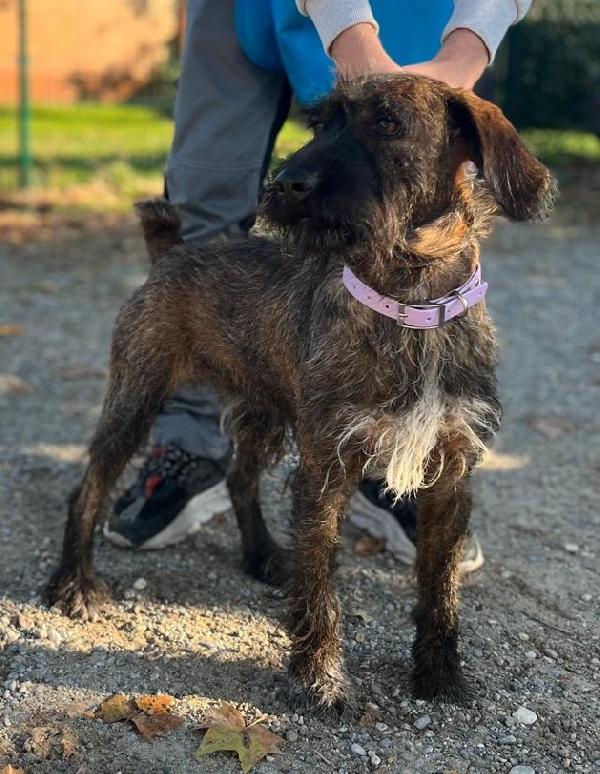 BISCOTTO SEGUGIO MAREMMANO Foto 5