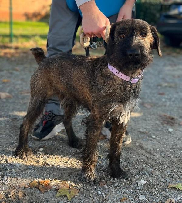 BISCOTTO SEGUGIO MAREMMANO Foto 6