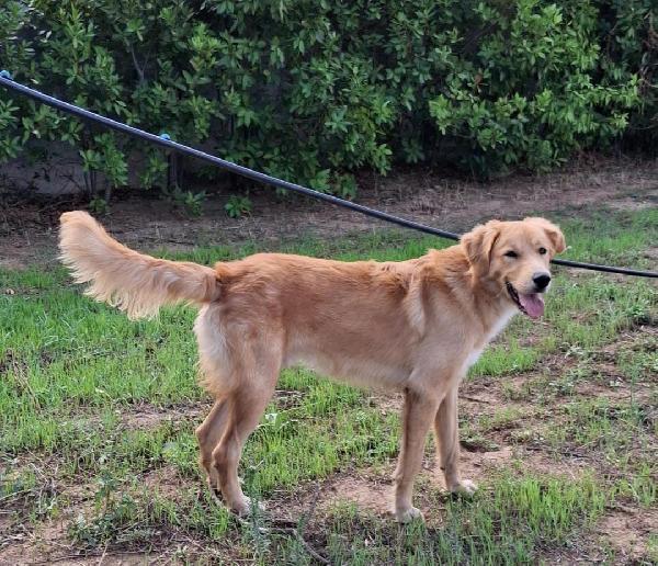 Scotty...ma quanto sei dolce... Foto 2