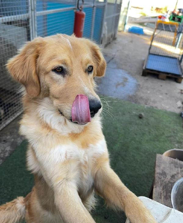 Scotty...ma quanto sei dolce... Foto 4