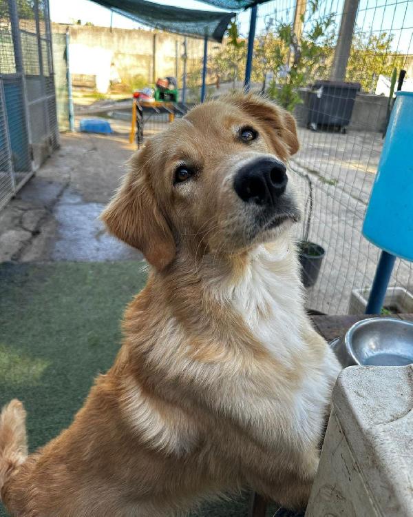 Scotty...ma quanto sei dolce... Foto 5