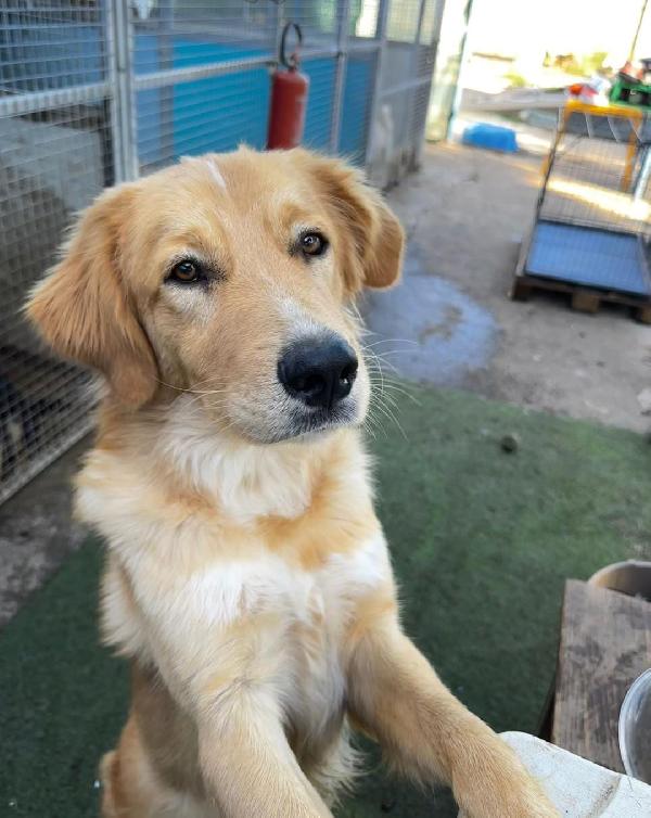 Scotty...ma quanto sei dolce... Foto 6