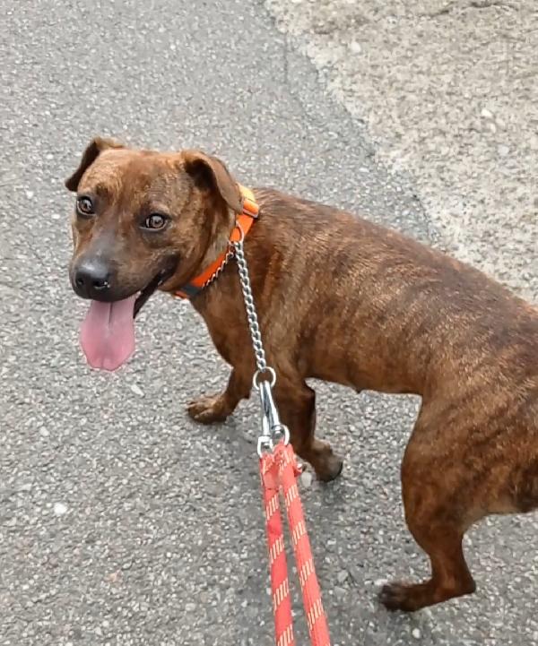 Adottate Shila Foto 2