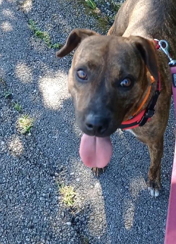 Adottate Shila Foto 3