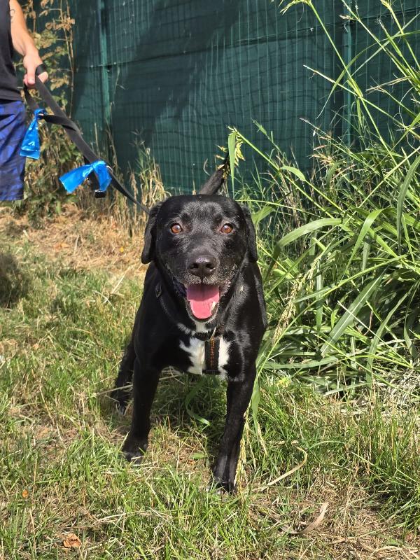 Adottate Boris Foto 2