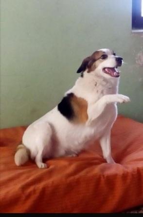 Ambra adulta salita 4anni fa e rifiutata.BOLOGNA Foto 2