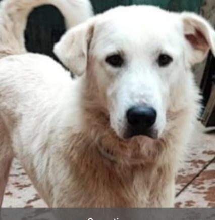 Bugo 3Anni Mix Labrador Salito E Non Voluto.pavia