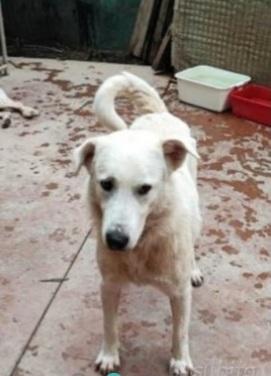 Bugo 3anni mix Labrador salito e non voluto.PAVIA Foto 2