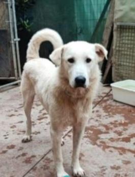 Bugo 3anni mix Labrador salito e non voluto.PAVIA Foto 3