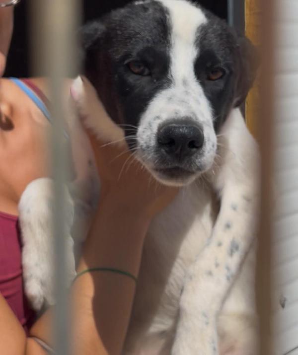 7Mesi E 1/2 In Canile Senza Richieste! Prov.bari