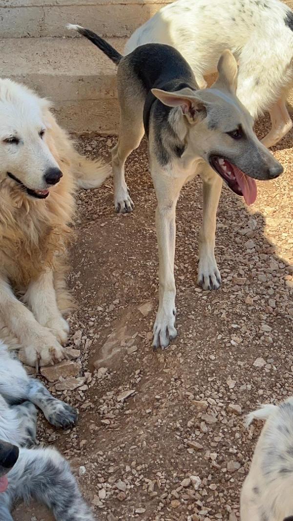 7mesi e 1/2 in canile senza richieste! Prov.BARI Foto 6