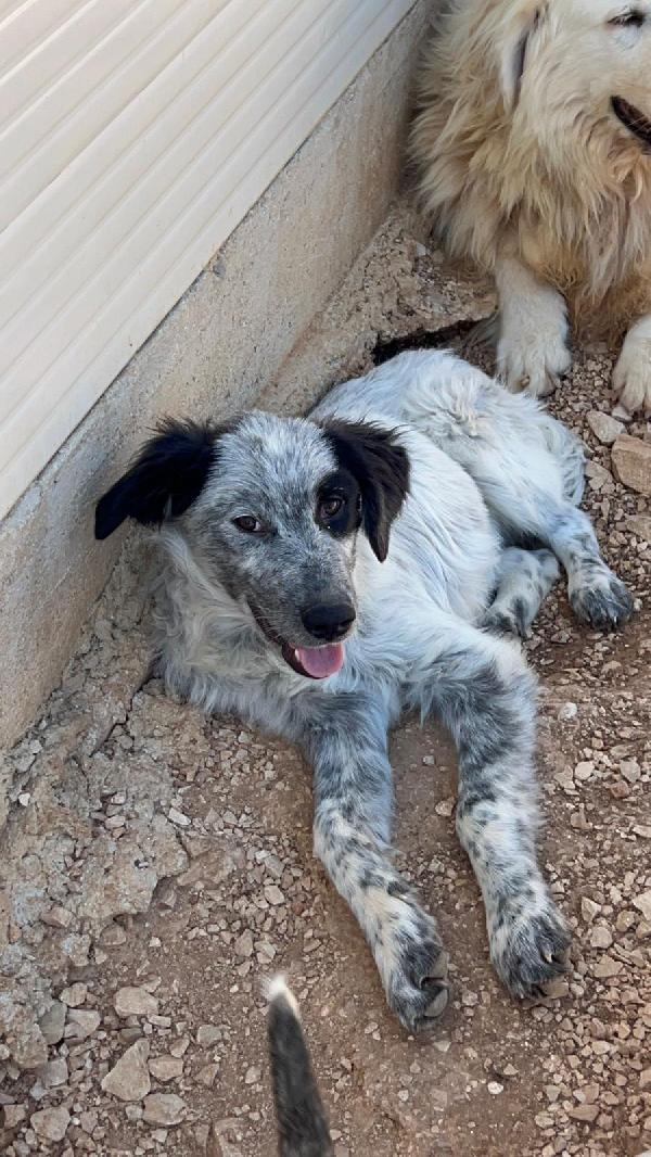 7mesi e 1/2 in canile senza richieste! Prov.BARI Foto 7