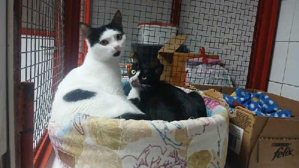 Maja E Mago': Micine Di 5 Mesi Adozione Urgente