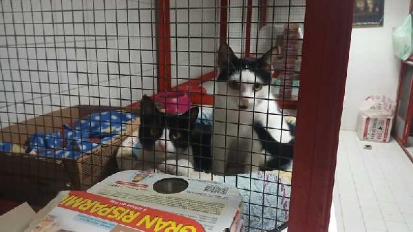 MAJA E MAGO': MICINE DI 5 MESI ADOZIONE URGENTE Foto 3