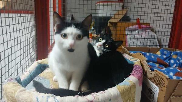 MAJA E MAGO': MICINE DI 5 MESI ADOZIONE URGENTE Foto 6