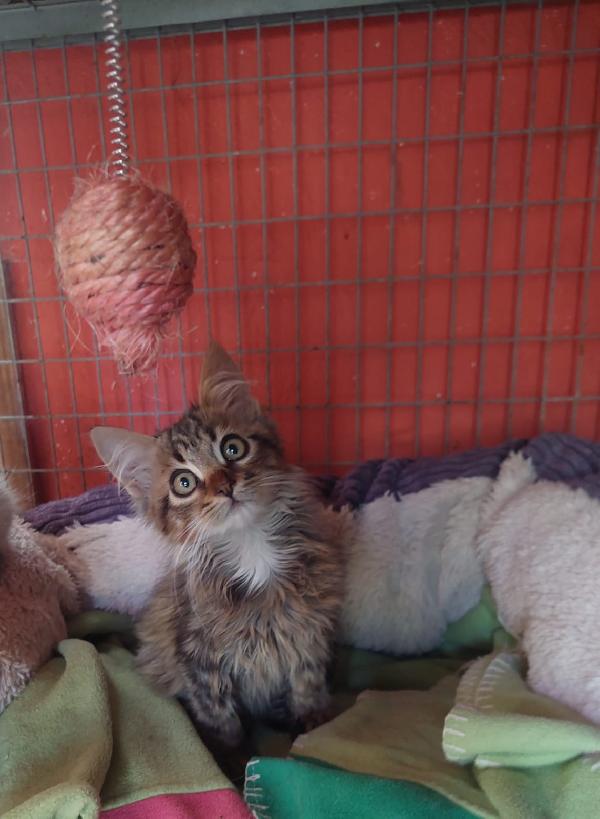 Jerry, micino dolcissimo aspetta una famiglia Foto 2
