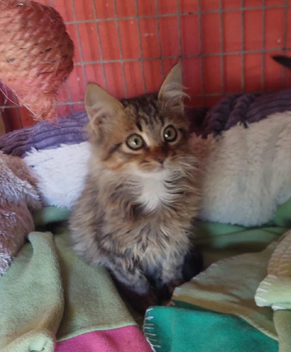 Jerry, micino dolcissimo aspetta una famiglia Foto 3