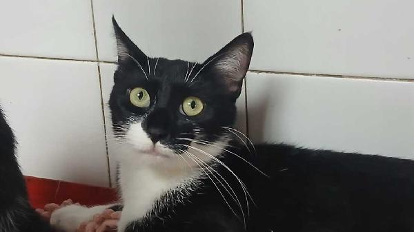 Mamy: Micia Di 1 Anno E Mezzo Cerca Famiglia