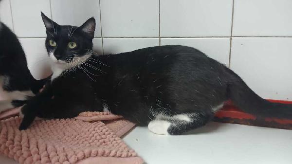 MAMY: MICIA DI 1 ANNO E MEZZO CERCA FAMIGLIA Foto 2