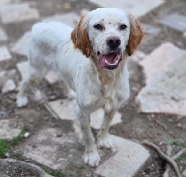 Casper Setter 3Anni Aspetta Da 2Anni..foggia